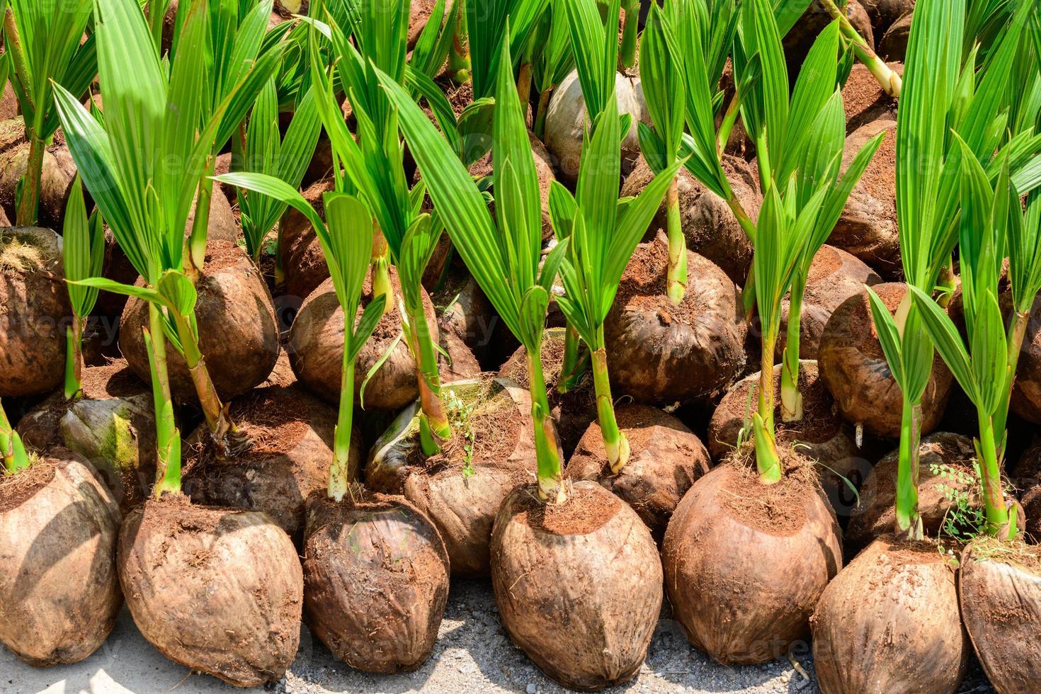 las plántulas de los cocoteros que se colocan cuidadosamente después de ser retirados de la parcela. cocotero pequeño. foto