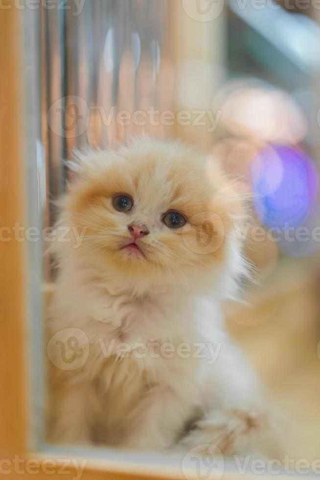 Cute orange scotch kitten with beautiful fur. photo
