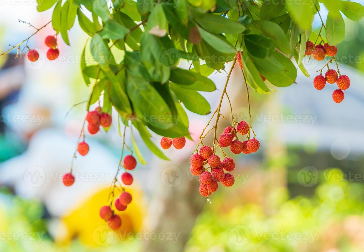 Lychees on the tree,Close up of lychee fruit,Fresh Lychee Fruits photo
