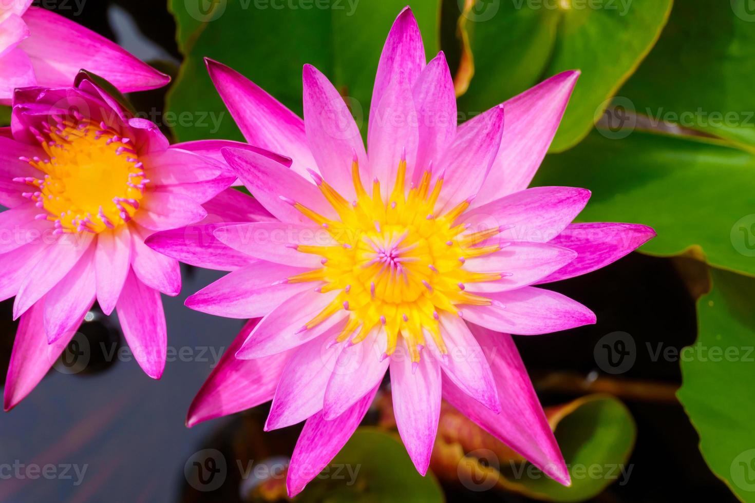 pink lotus flowers blooming beautifully photo