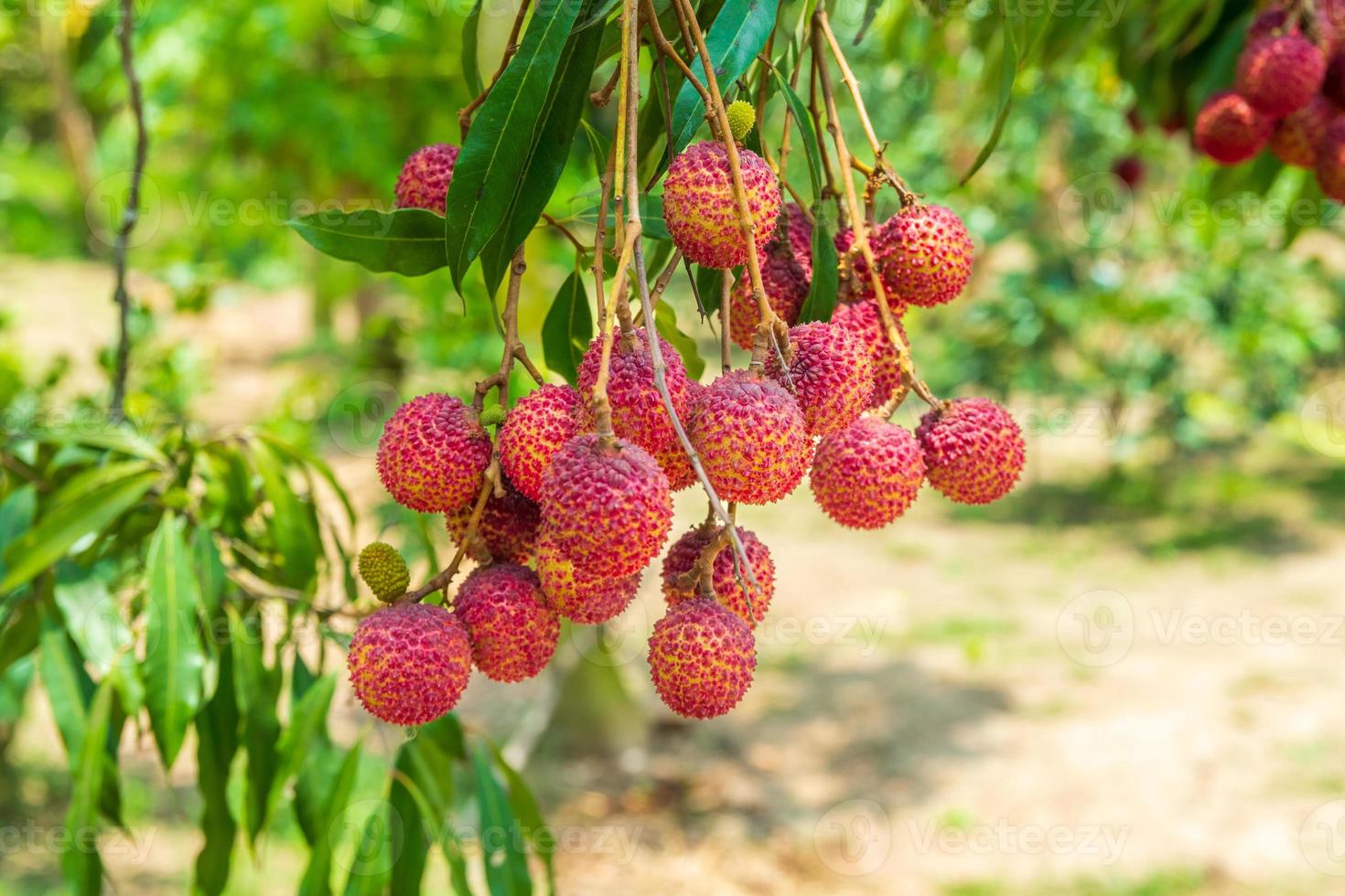 Lychees on the tree,Close up of lychee fruit,Fresh Lychee Fruits photo