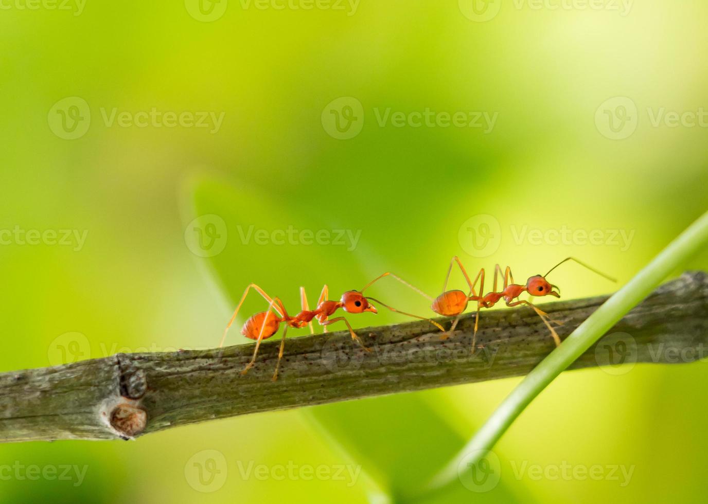Ants walking on a branch. Ant on twigs.ant close-up. photo