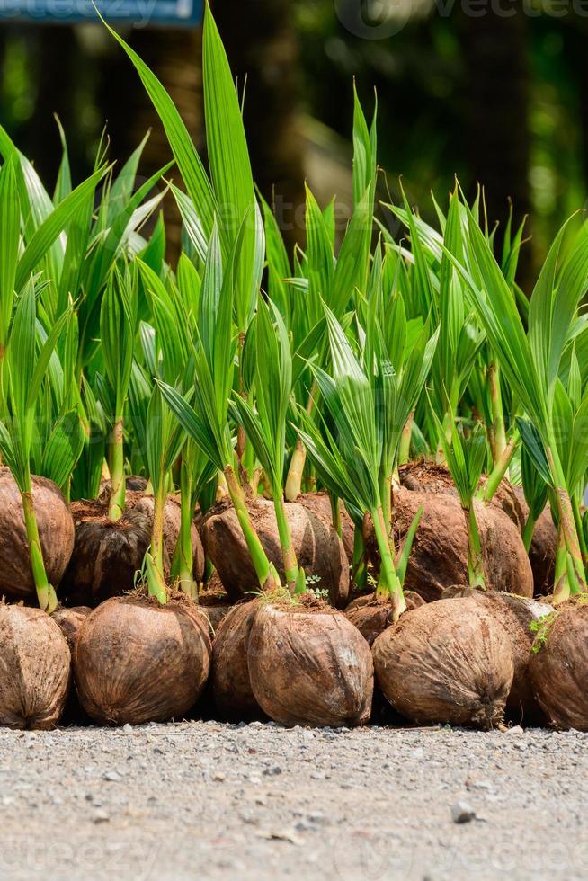 The seedlings of the coconut trees that are neatly laid out after being removed from the plot. Small coconut tree. photo