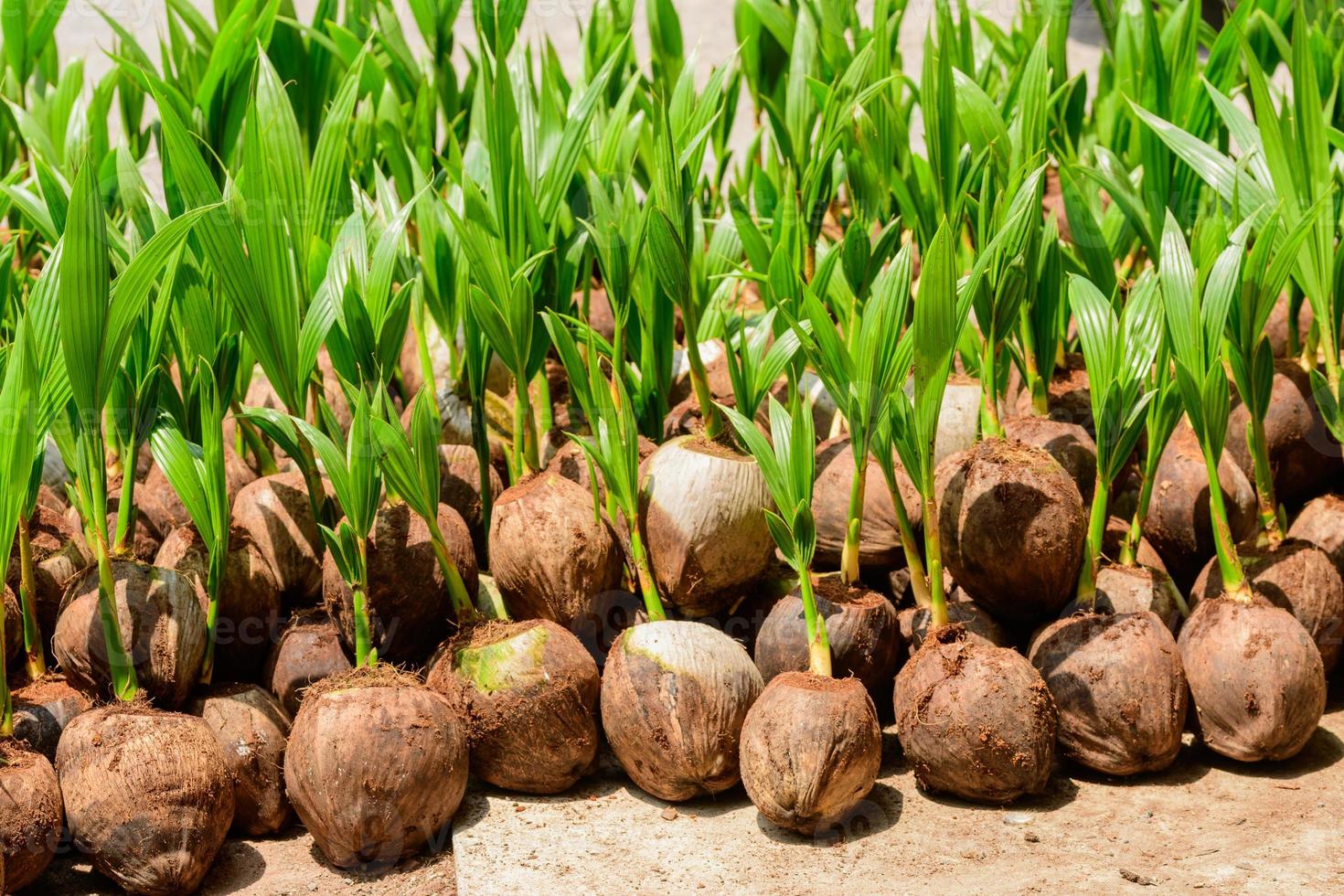 The seedlings of the coconut trees that are neatly laid out after being removed from the plot. Small coconut tree. photo