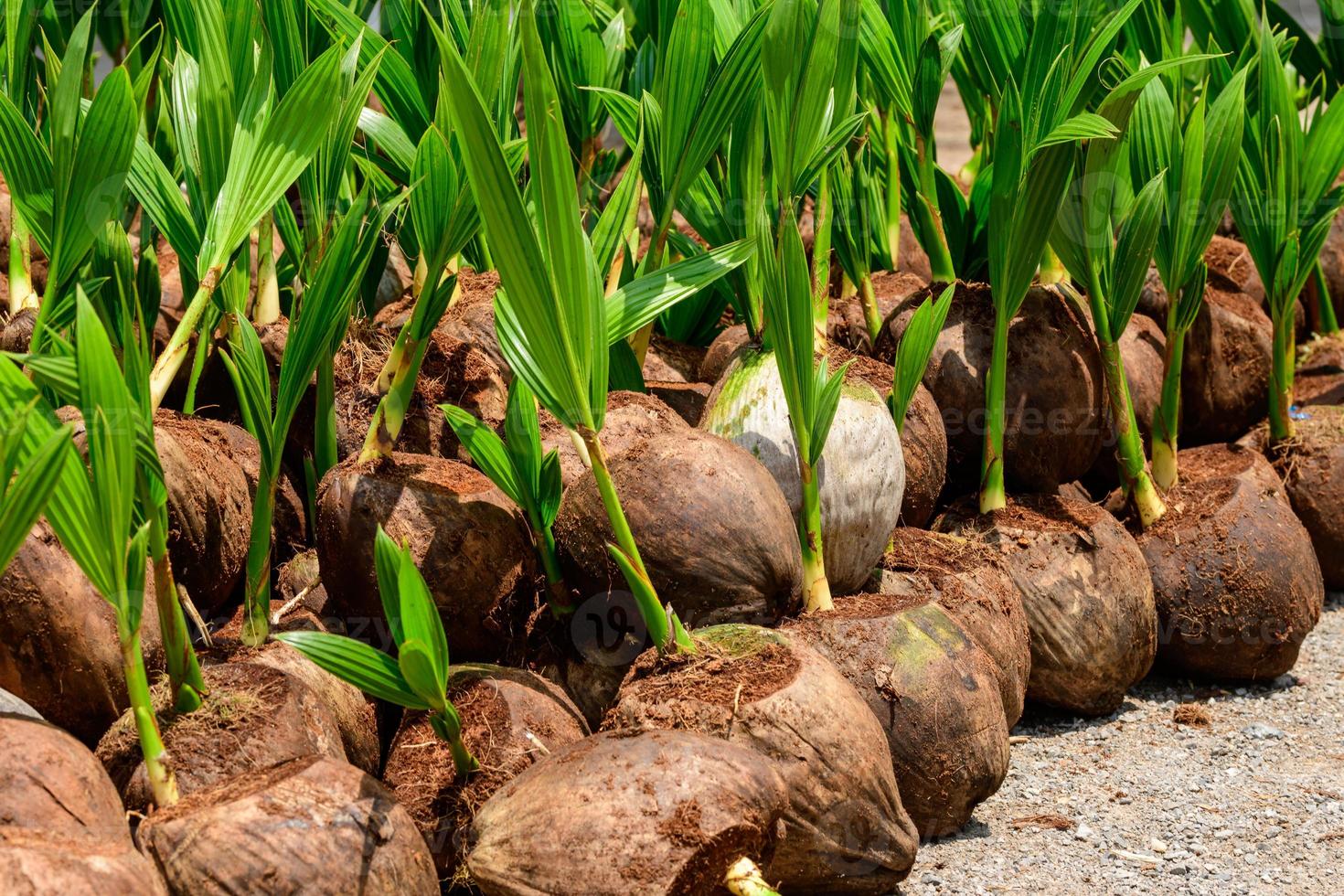 las plántulas de los cocoteros que se colocan cuidadosamente después de ser retirados de la parcela. cocotero pequeño. foto