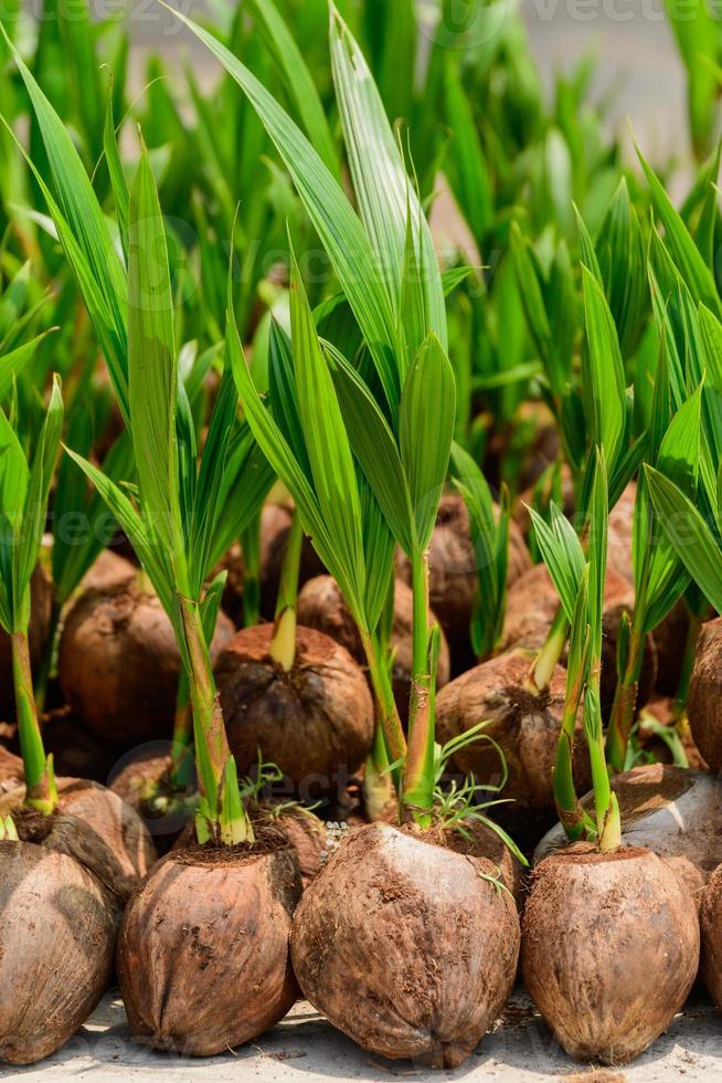 las plántulas de los cocoteros que se colocan cuidadosamente después de ser retirados de la parcela. cocotero pequeño. foto