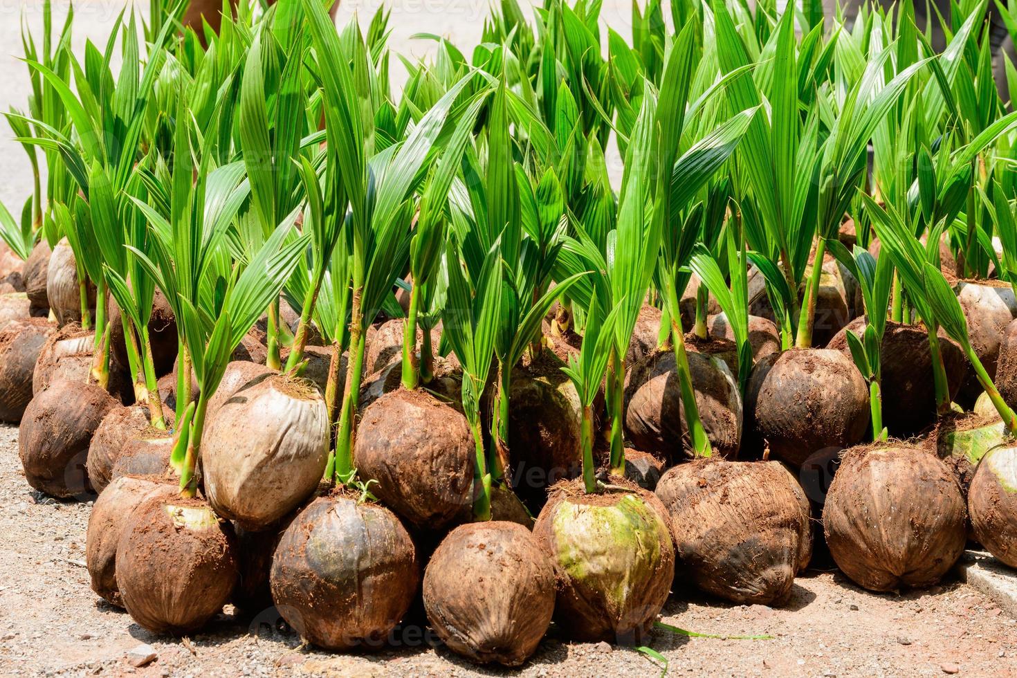 las plántulas de los cocoteros que se colocan cuidadosamente después de ser retirados de la parcela. cocotero pequeño. foto