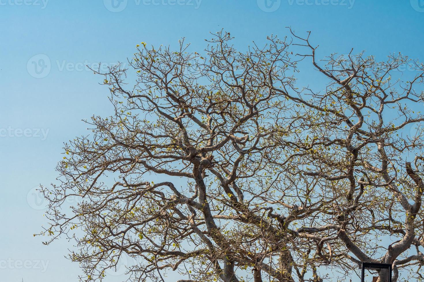 A big tree that is springing new leaves photo