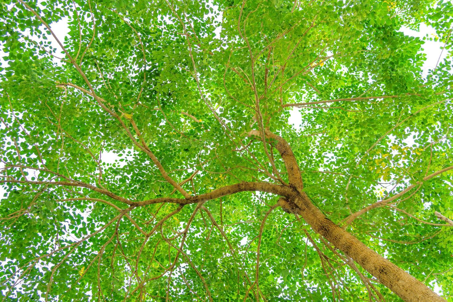 leaves viewed from the bottom of a tree on a white background. leaf background. photo