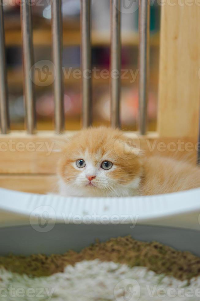 Cute orange scotch kitten with beautiful fur. photo