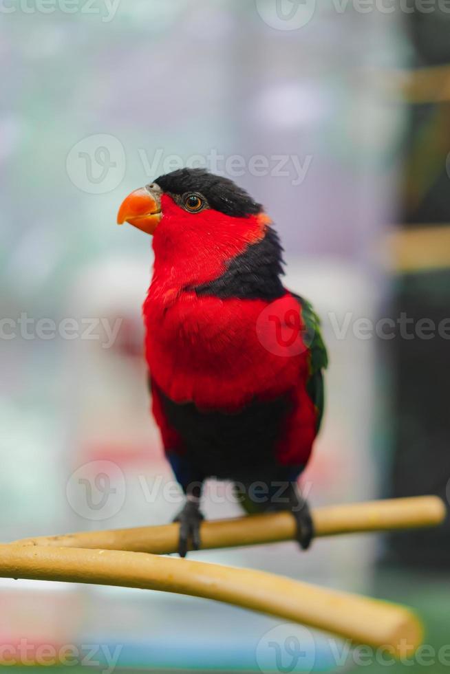 A black-capped lory perched on a branch. photo