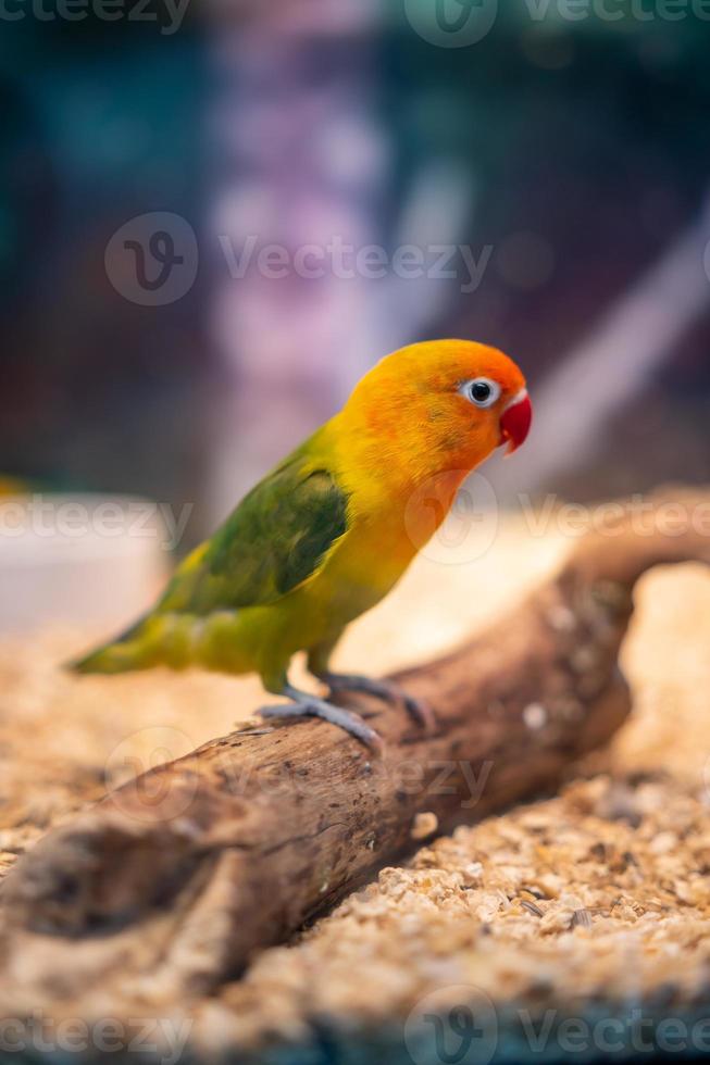 un loro con hermosas plumas de colores. foto