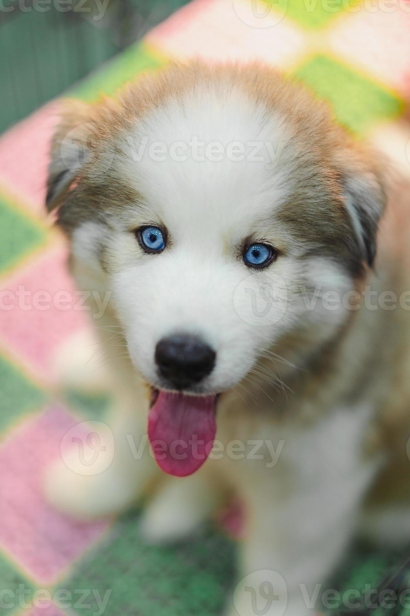 White fur blue eyed husky sale