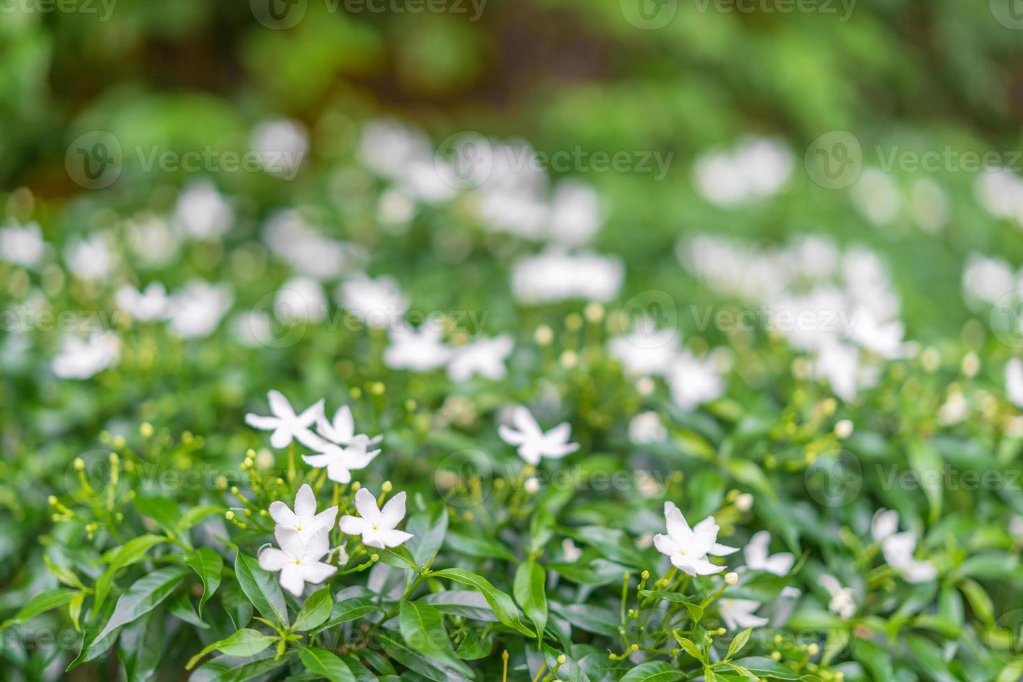 Bush with white flowers in the foreground and a blurred bokeh background. photo