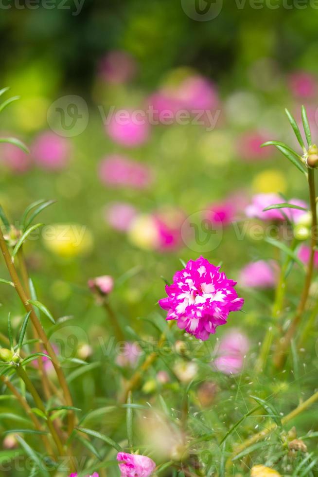 una flor colorida, pétalos apilados superpuestos en capas variables y multicolores. desenfoque de fondo foto