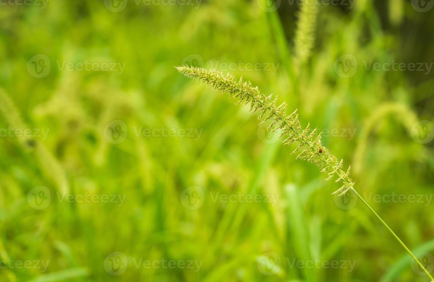 small grass flower with blurred background photo