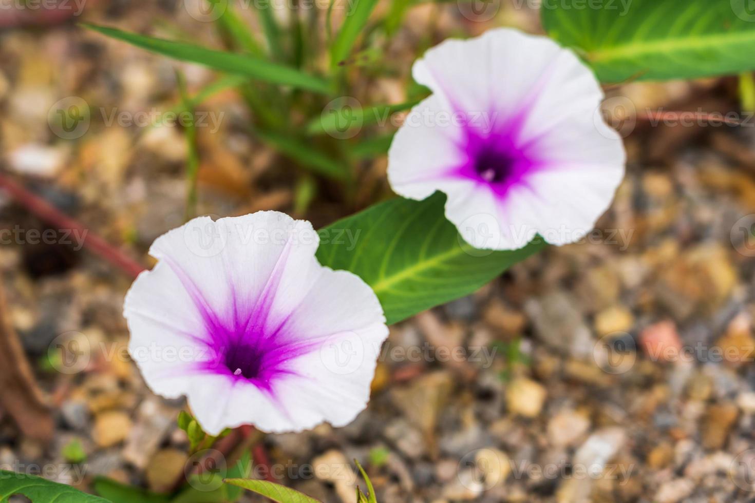 hermosas flores blancas y moradas de gloria matutina sobre un fondo de grava multicolor. foto