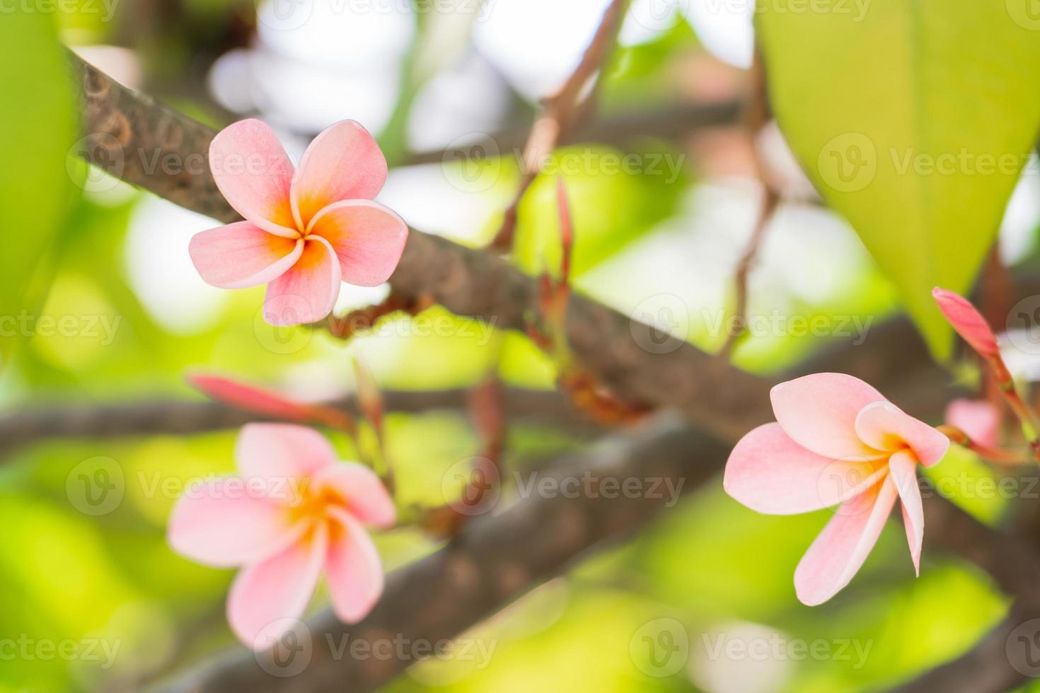 Pink Frangipani flowers bloom beautifully. photo