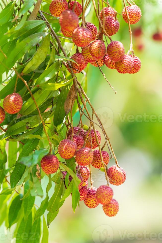 Lychees on the tree,Close up of lychee fruit,Fresh Lychee Fruits photo