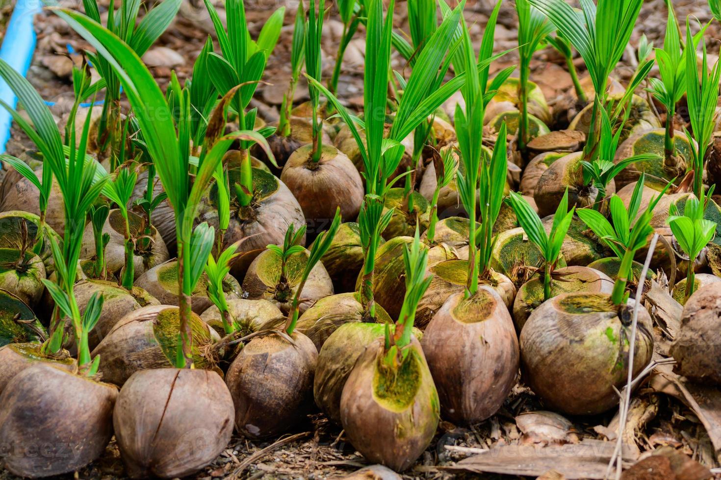 las plántulas de los cocoteros que se colocan cuidadosamente después de ser retirados de la parcela. cocotero pequeño. foto