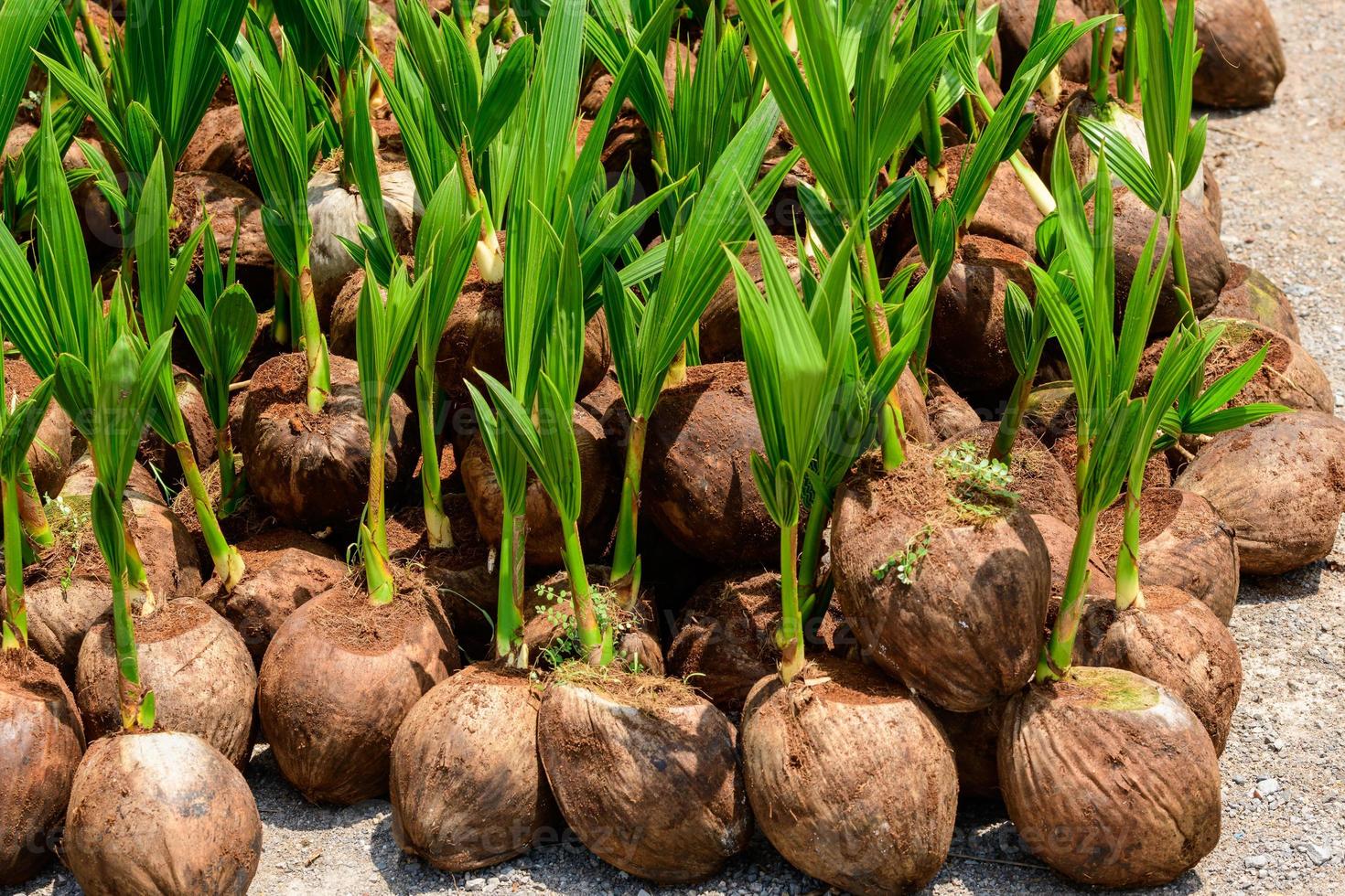 The seedlings of the coconut trees that are neatly laid out after being removed from the plot. Small coconut tree. photo
