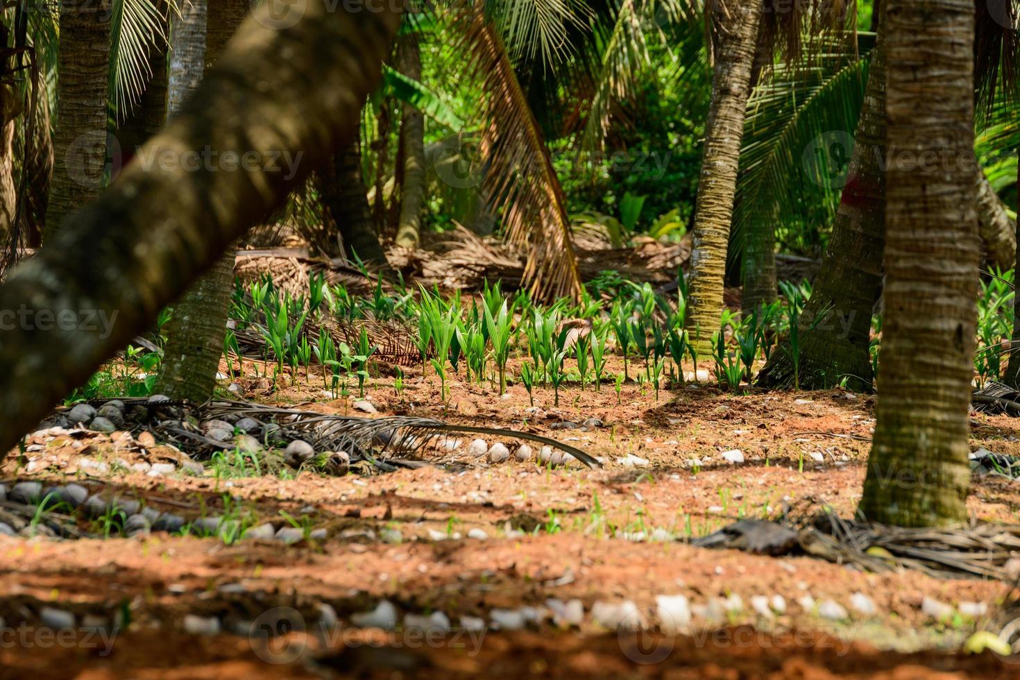 Seedlings of coconut trees in the cultivated area. Coconut plantation photo