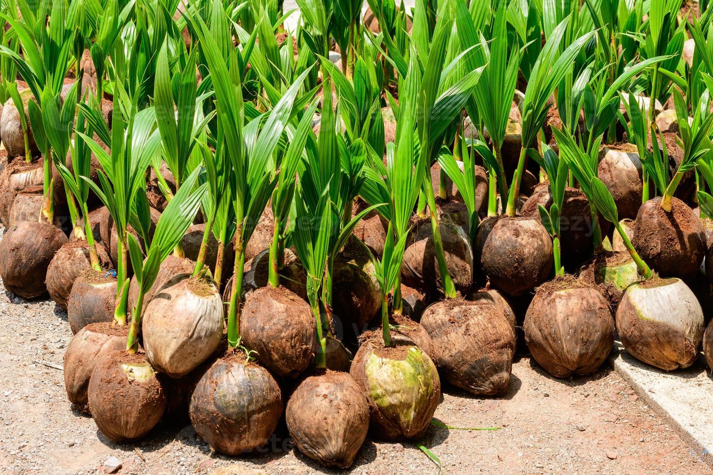 The seedlings of the coconut trees that are neatly laid out after being removed from the plot. Small coconut tree. photo