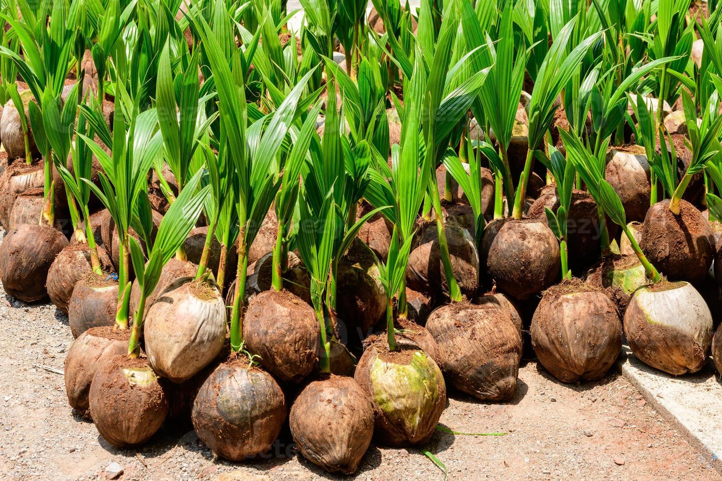 las plántulas de los cocoteros que se colocan cuidadosamente después de ser retirados de la parcela. cocotero pequeño. foto