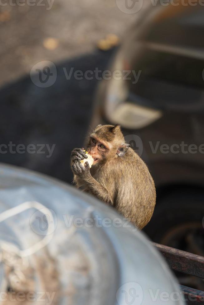 un mono comiendo maíz en un edificio abandonado. foto