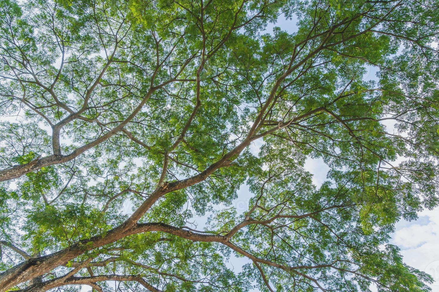 la belleza de los árboles vistos desde abajo foto