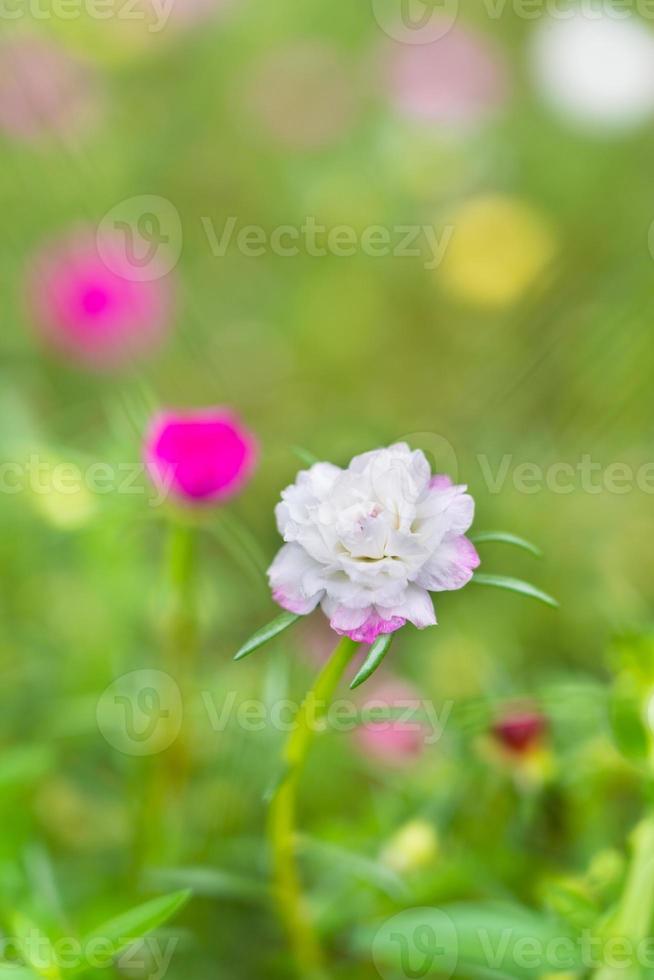 A colorful blossom, petals stacked overlapping in layers which variable and multi-colored. blur background photo