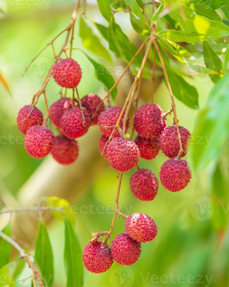 Lychees on the tree,Close up of lychee fruit,Fresh Lychee Fruits photo