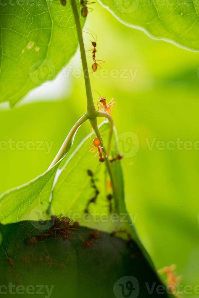 colonia de hormigas que están ayudando a construir un nido. las hormigas se cierran. foto