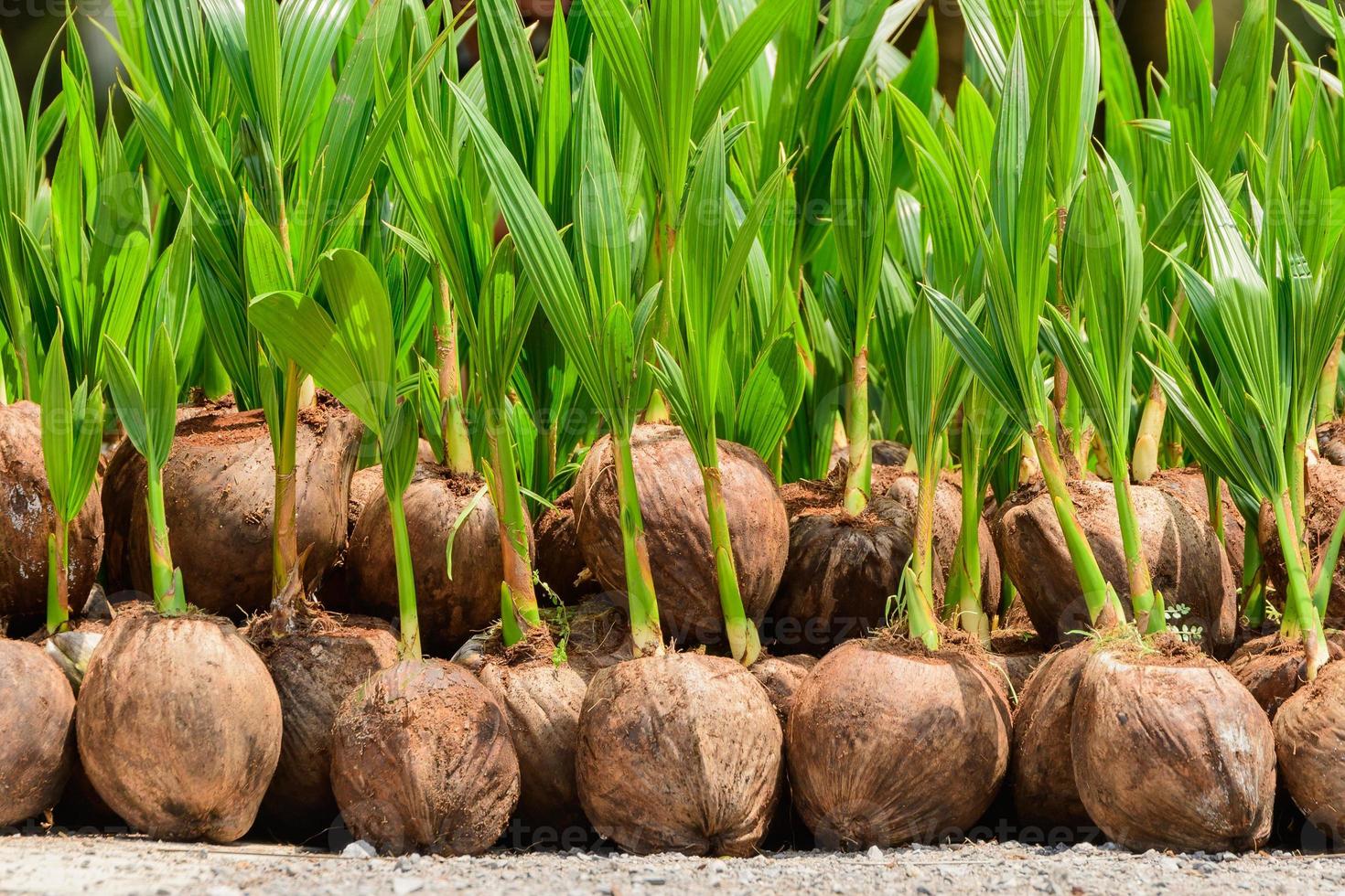 The seedlings of the coconut trees that are neatly laid out after being removed from the plot. Small coconut tree. photo