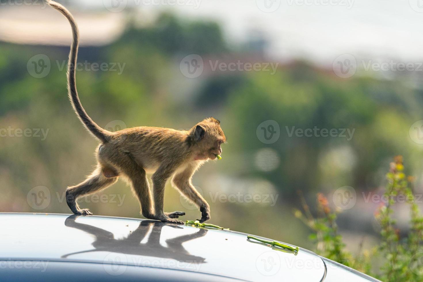 A monkey eating vegetables on the roof of a car photo