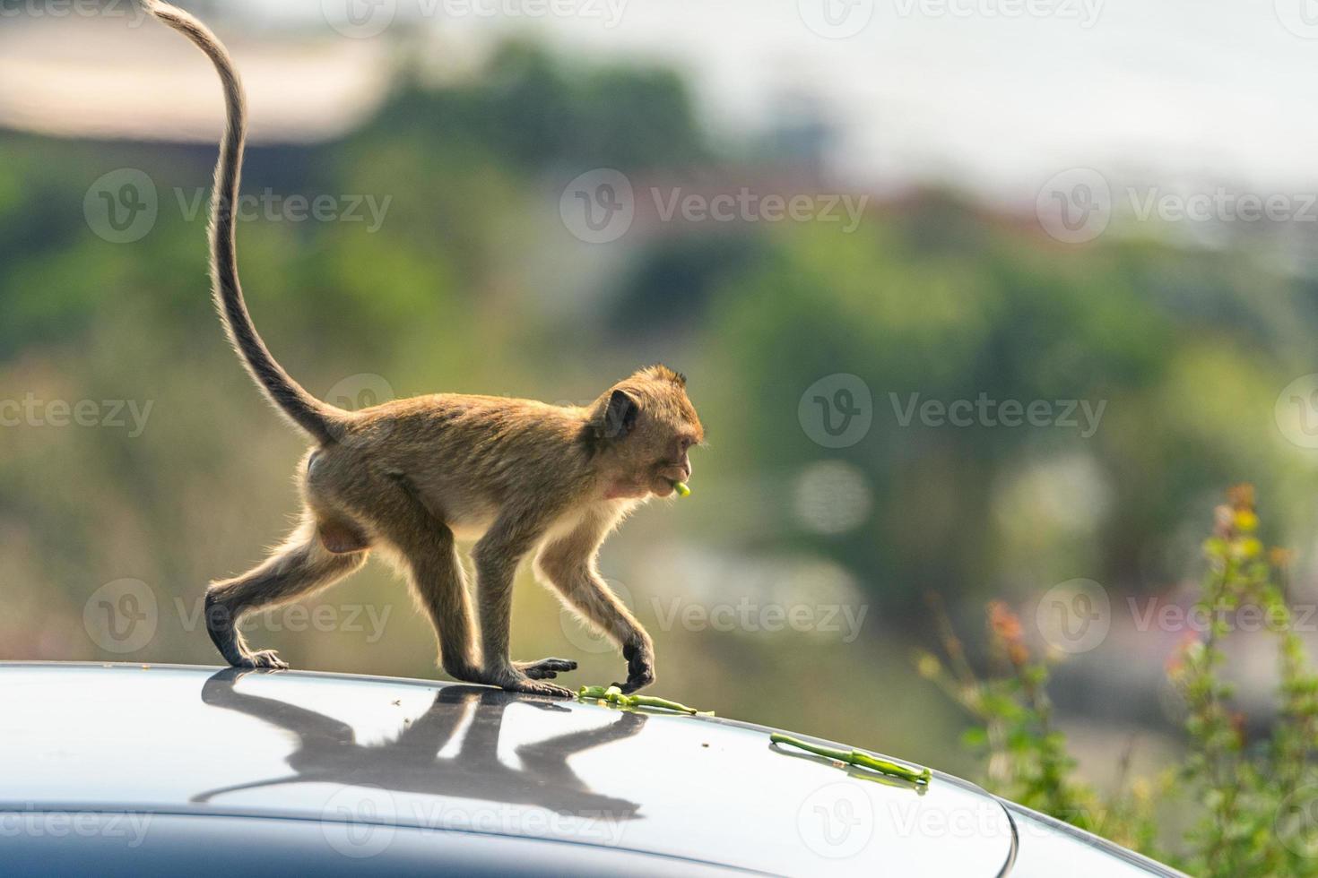 A monkey eating vegetables on the roof of a car photo