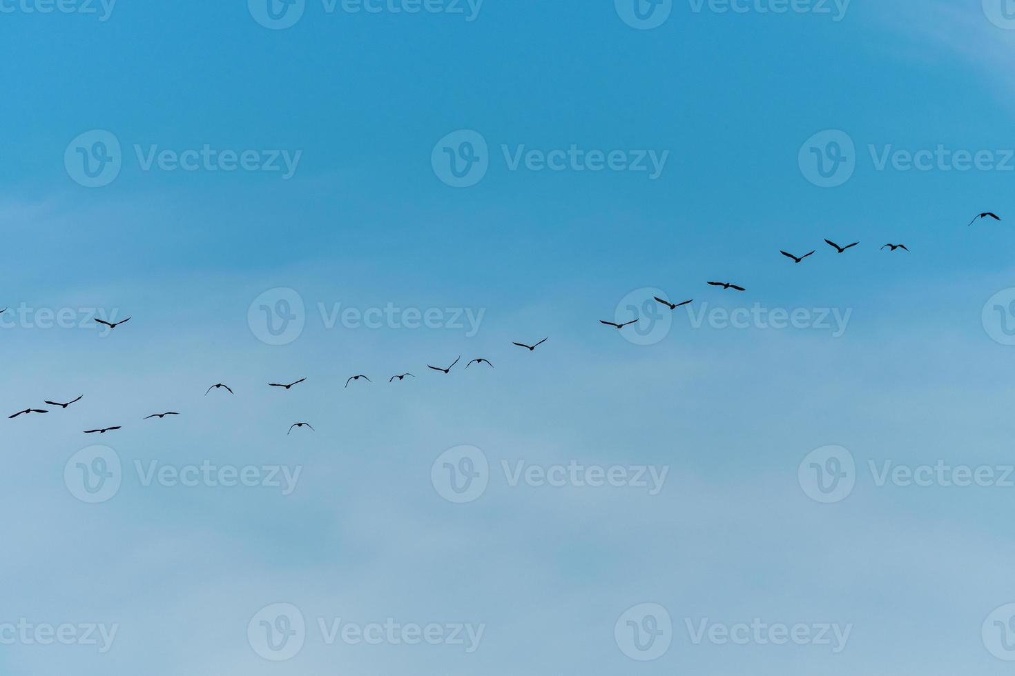 aves voladoras bellamente dispuestas contra un fondo de cielo azul. foto