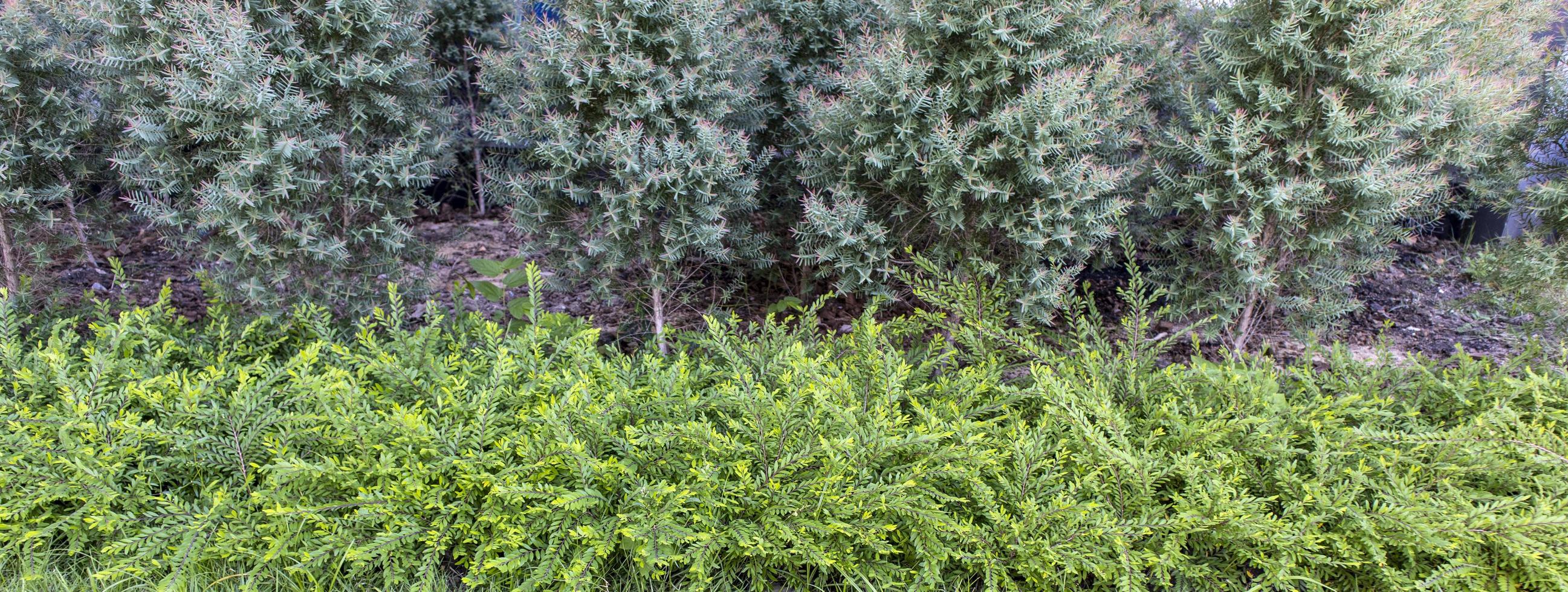 grupo de hojas verdes en el jardín foto