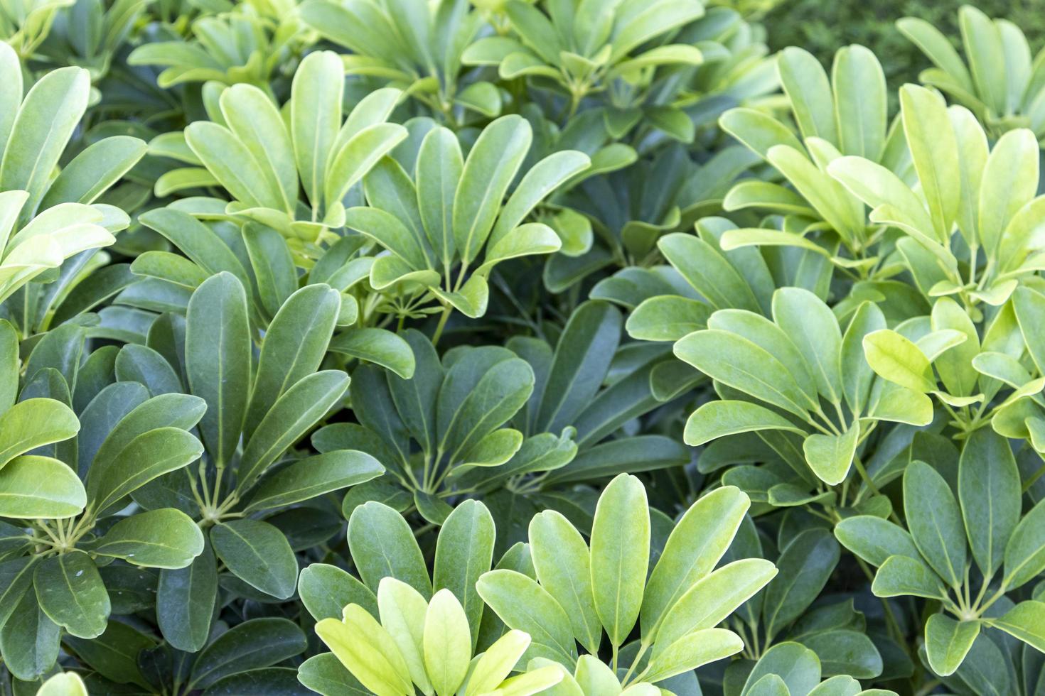 group of green leaves in the garden photo