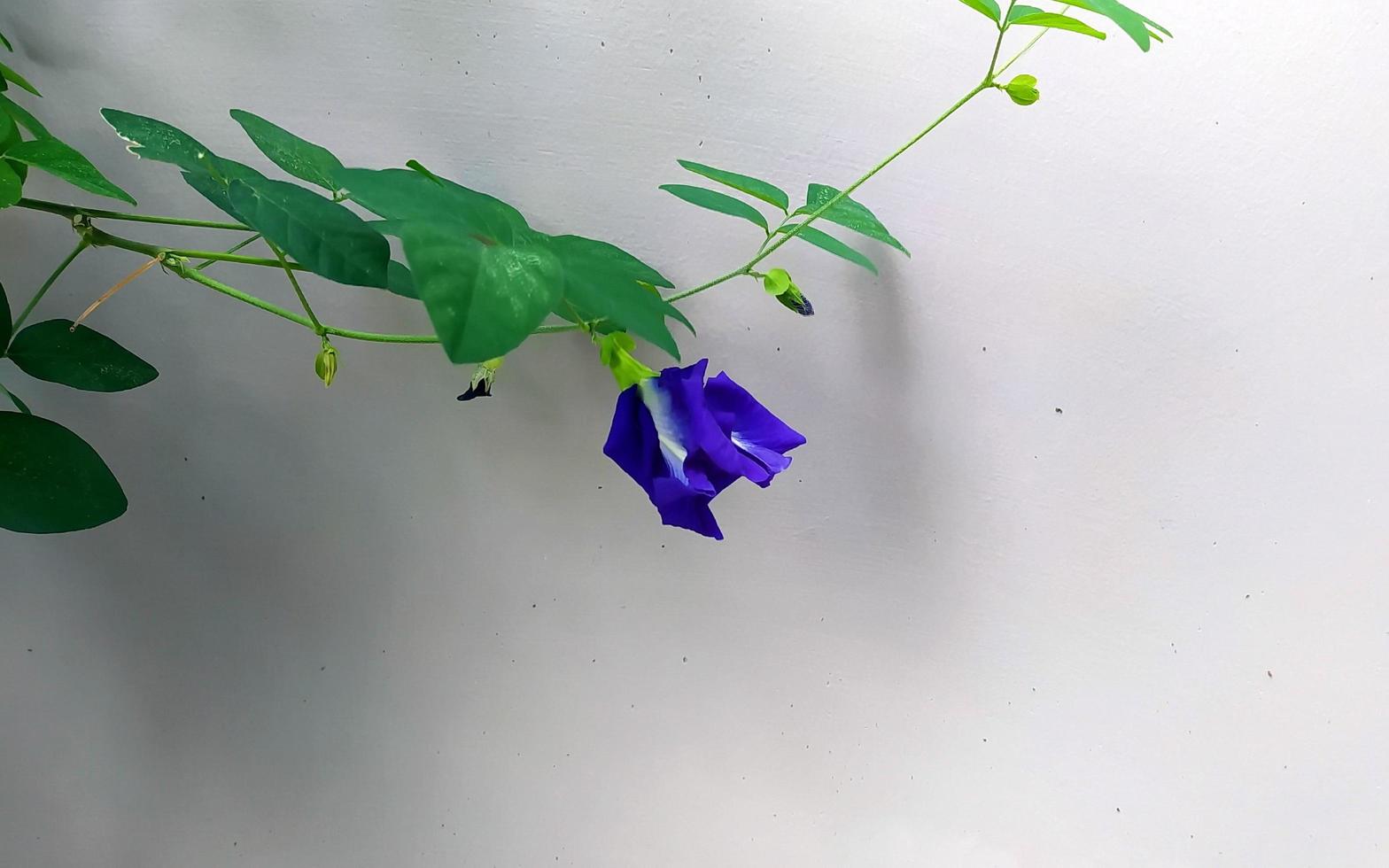 A single blue pea flower blooms beside the cement wall in the morning. photo