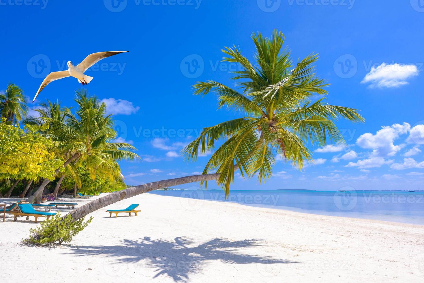 Coconut tree or Palm on the beach with white pigeon flying on the sea beach. Blue sky summer holiday and palm tree on the beach. photo