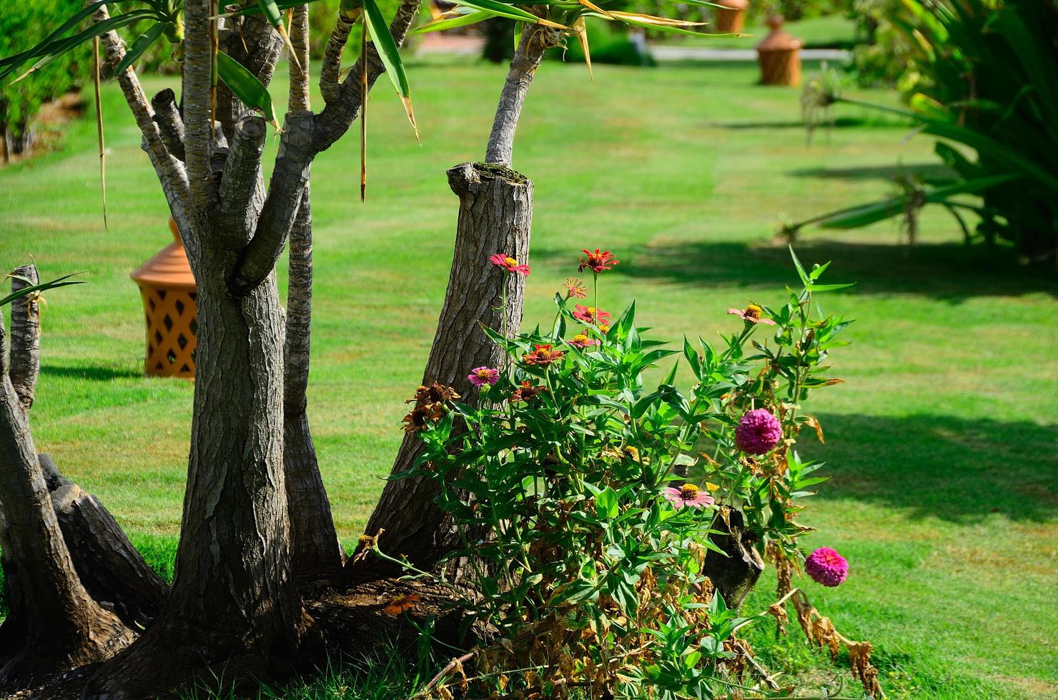 palm trees and flowers in the garden photo