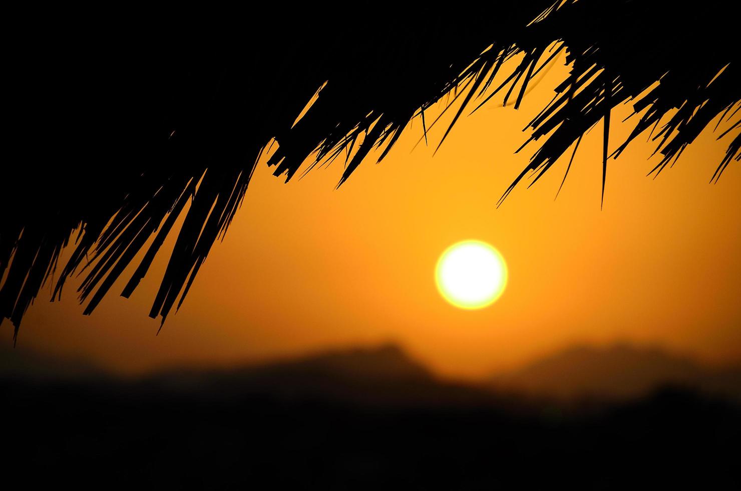 palm trees and sunset photo