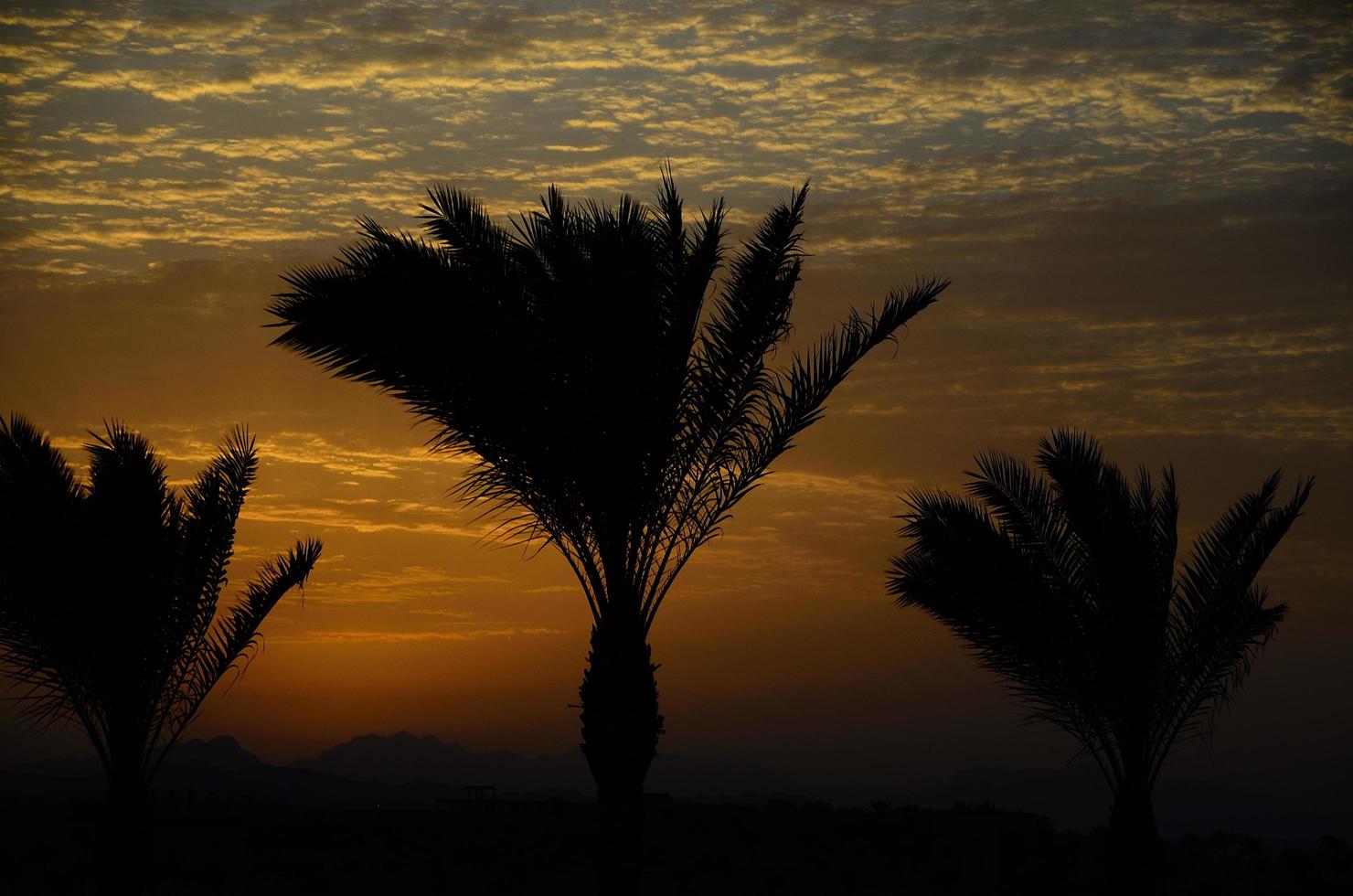 sunset with black palm trees photo