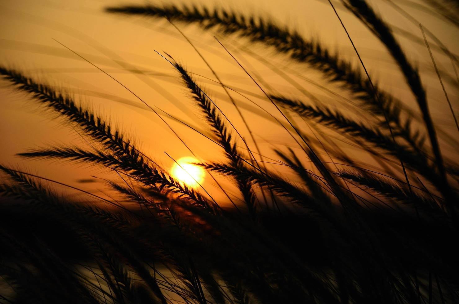 puesta de sol y pastos en vacaciones foto