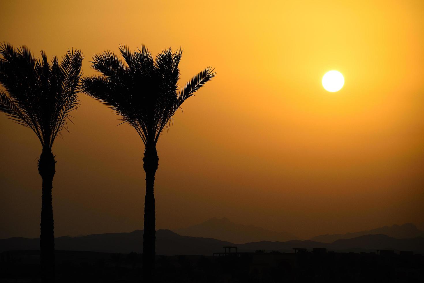 two palm trees in sunset photo