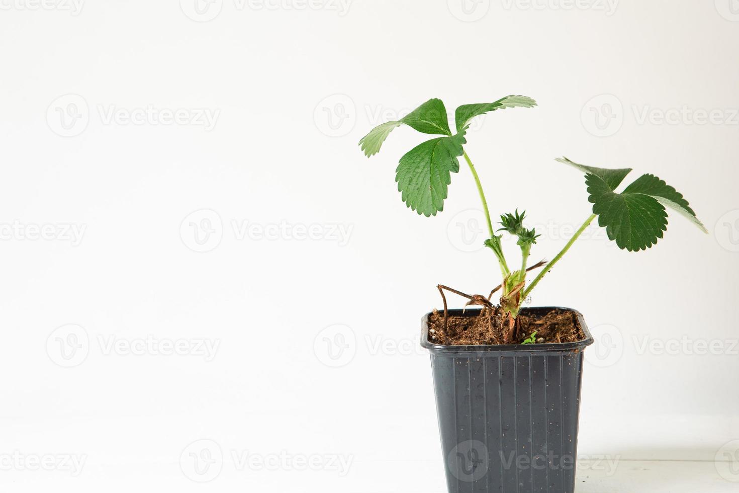 Strawberry seedlings in black glasses on the table on a gray background. Preparation for planting, growing natural berries in the garden. photo