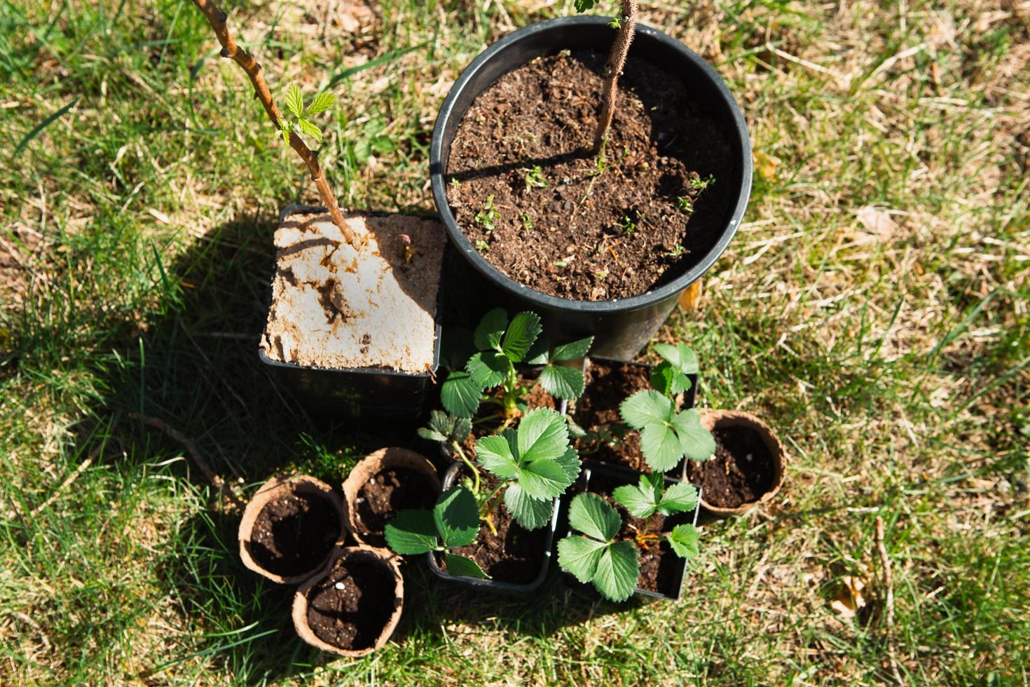 plántulas de fresa, frambuesas, grosellas en vasos de turba sobre la hierba, listas para plantar en el jardín. preparación para plantar, cultivar bayas naturales en el lecho del jardín. foto