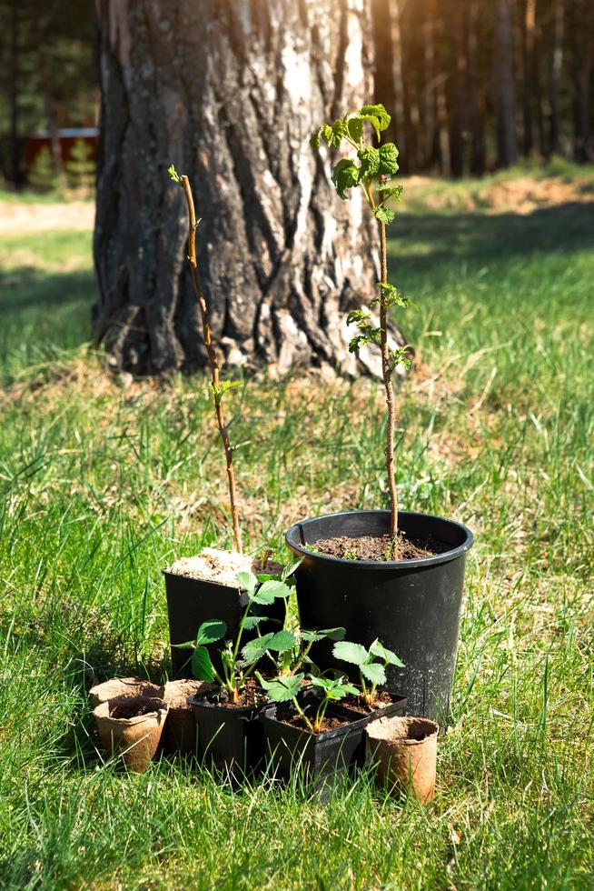 plántulas de fresa, frambuesas, grosellas en vasos de turba sobre la hierba, listas para plantar en el jardín. preparación para plantar, cultivar bayas naturales en el lecho del jardín. foto