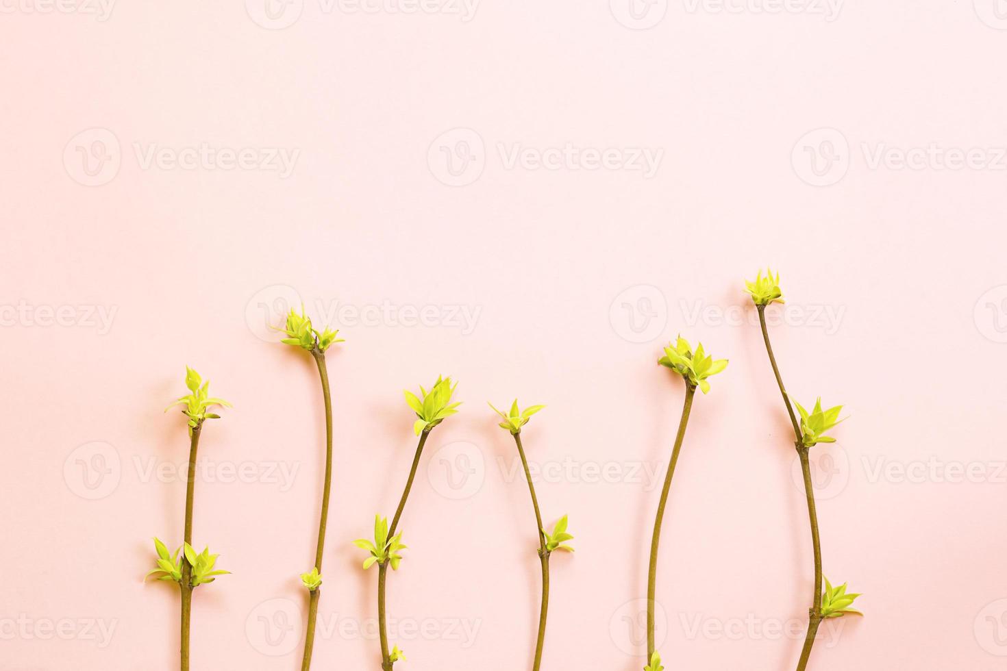 Delicate little leaves from open buds on branches-sprouts on a pink background. Spring, the beginning of a new life, tenderness. Copy space, frame photo
